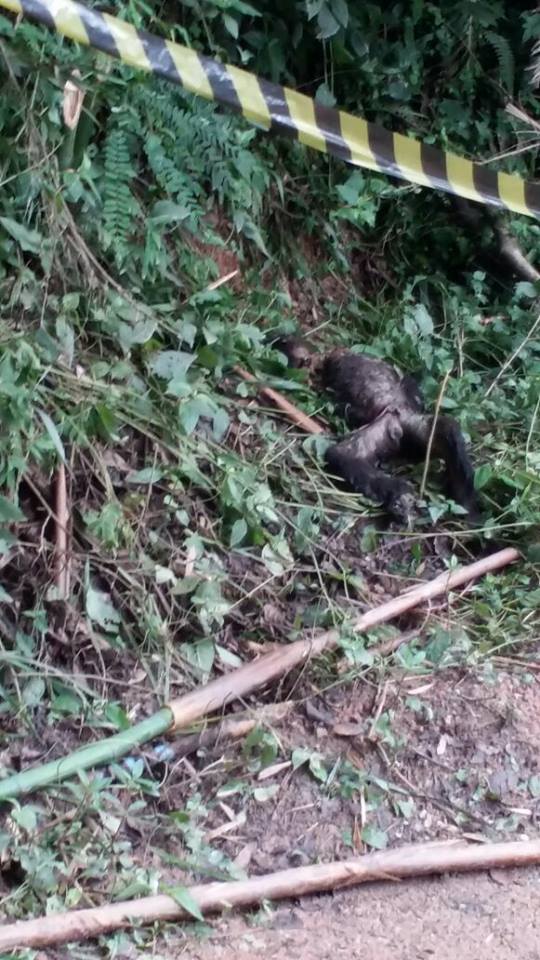 Macaco Morreu na estrada Marcilac